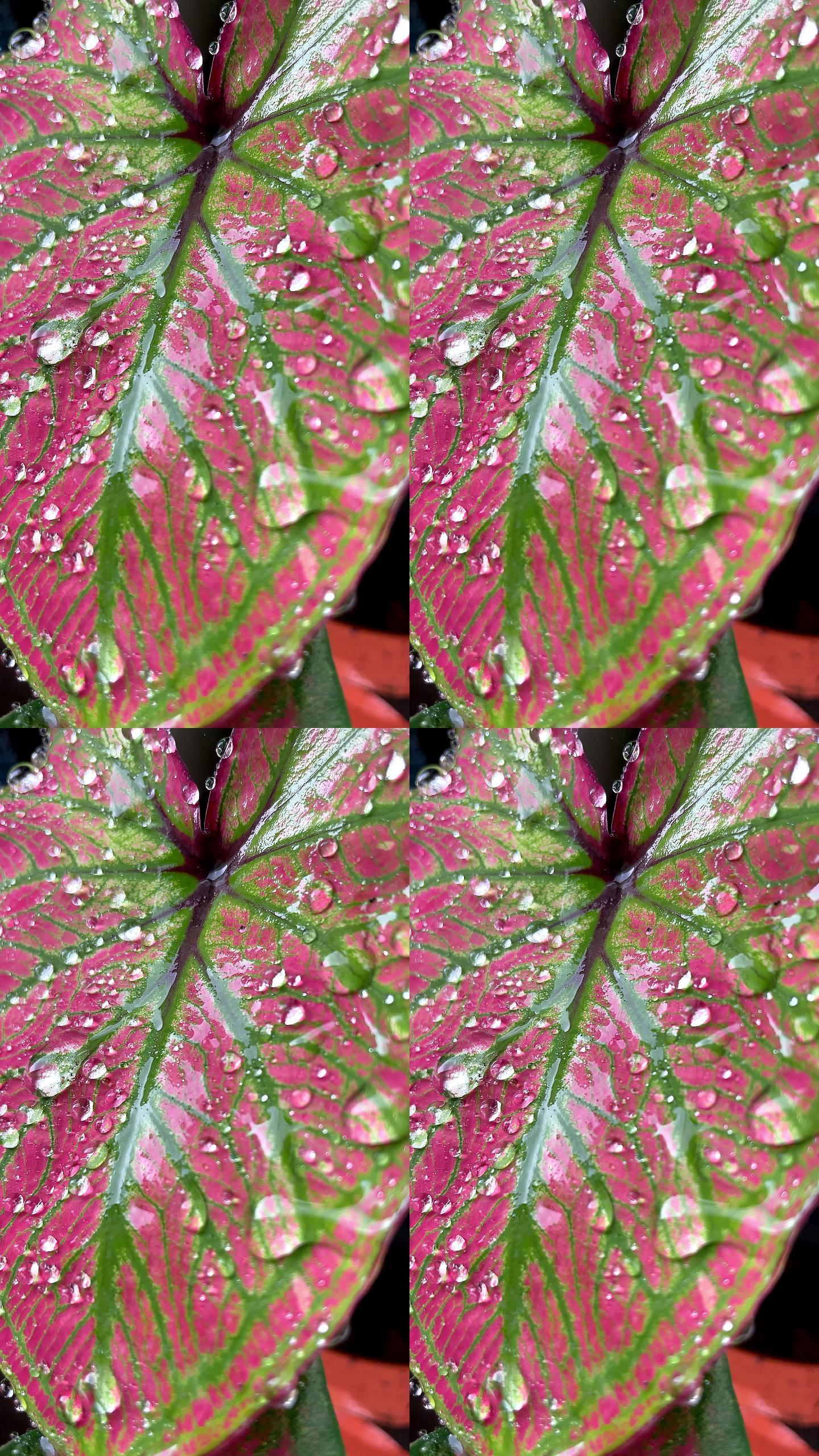 双色菖蒲叶上的雨滴