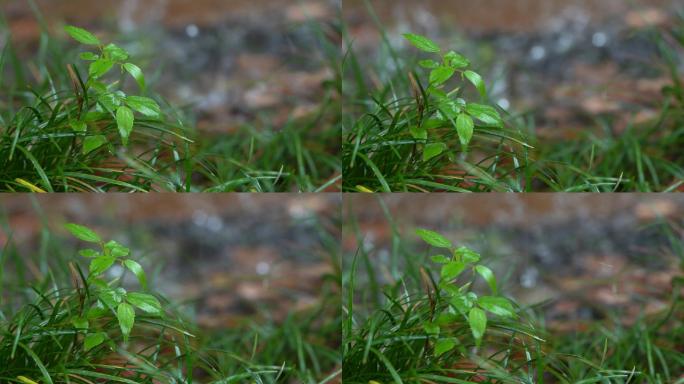 下雨天路边的小草