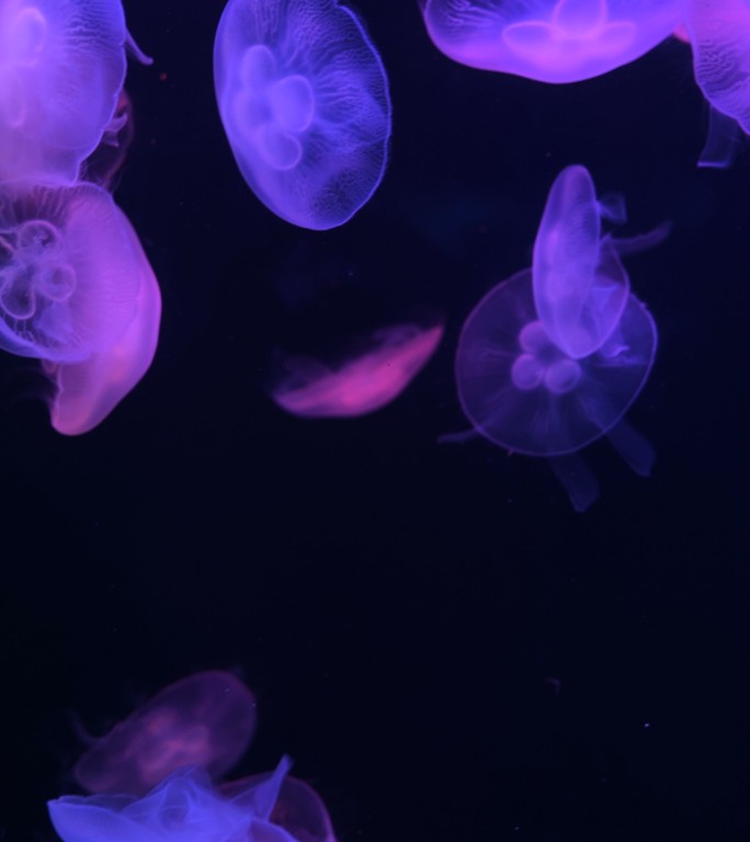 水母深海浮游生物发光的水母观赏性