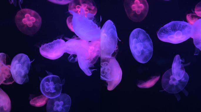 水母深海浮游生物发光的水母观赏性