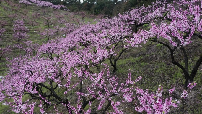 航拍春天小山坡上桃花盛开