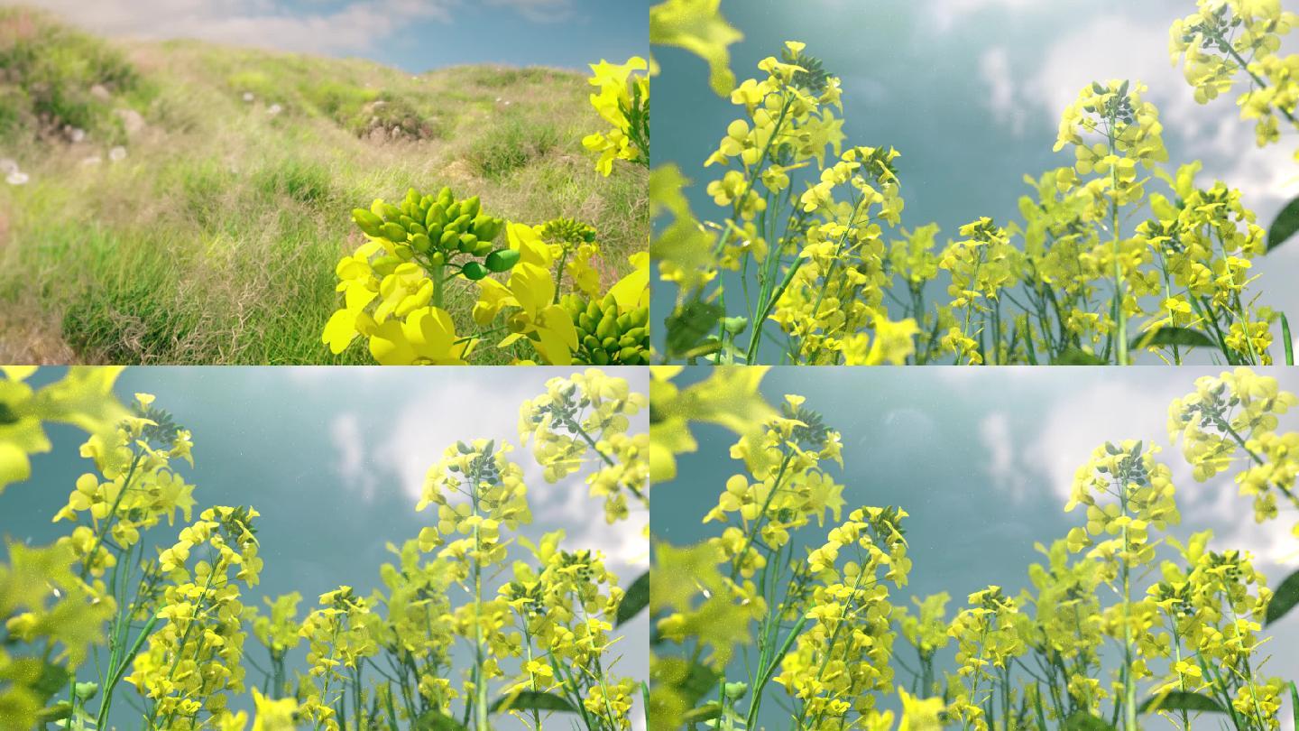 油菜花三维