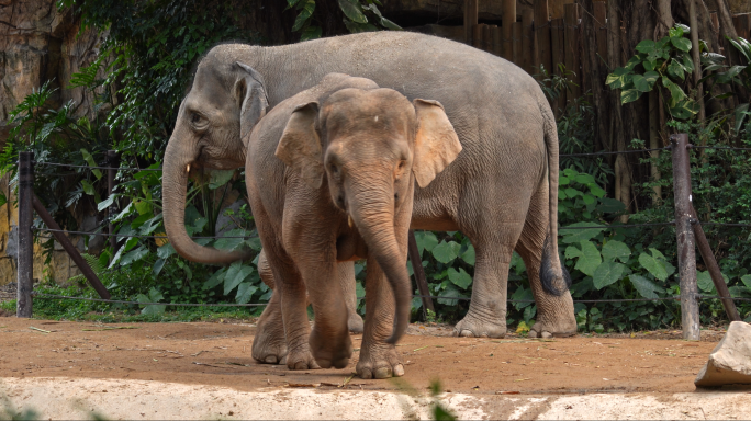 大象小象亚洲象