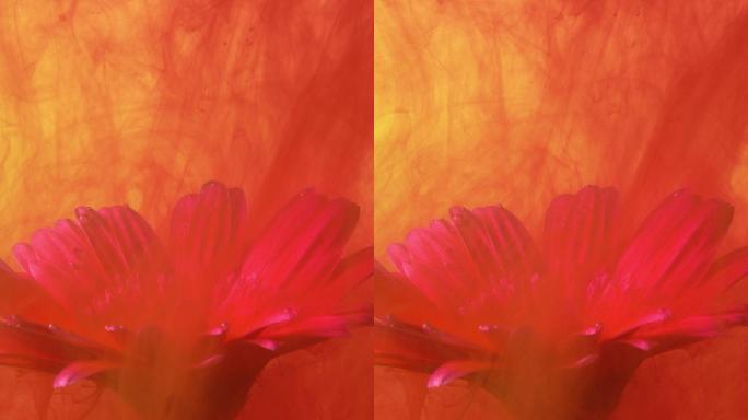 红墨水和水中的雏菊花。