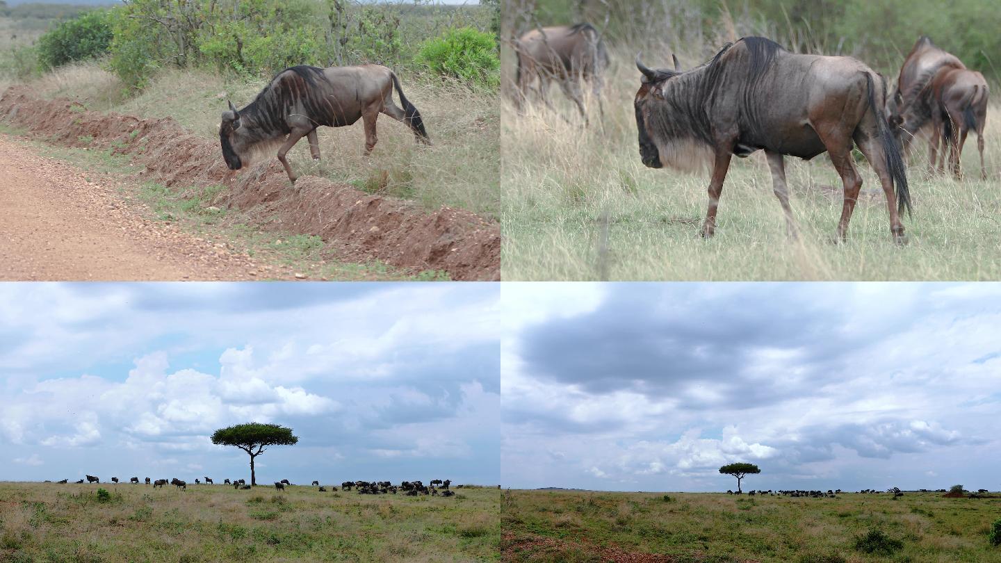 东非动物迁徙 — 角马  4K