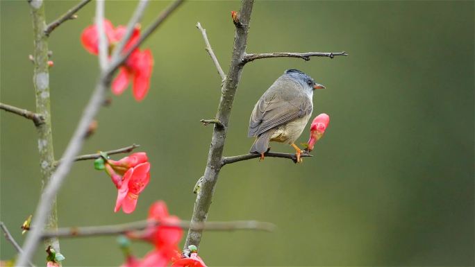 高清春天百花绽放鸟儿