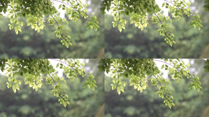 下雨，雨天里的树叶