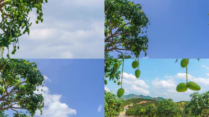 芒果果场延时