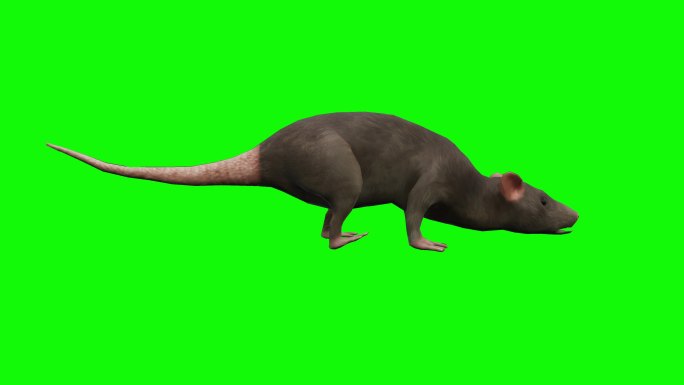 老鼠动画绿幕老鼠奔跑