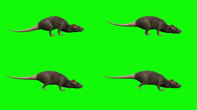 老鼠动画绿幕老鼠奔跑