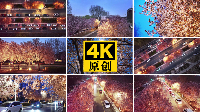4K原创实拍樱花夜景道路视频素材