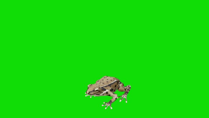 青蛙在屏幕上跳动特效动画合成元素抠像