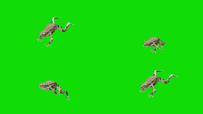 青蛙在屏幕上跳动特效动画合成元素抠像
