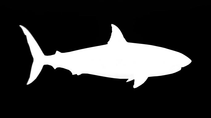 黑色背景上大白鲨的剪影