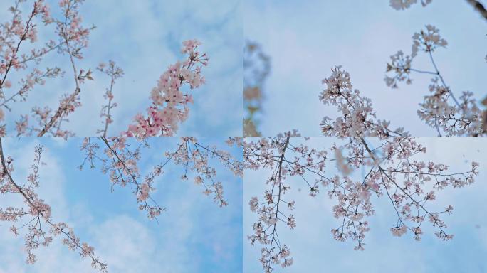 实拍唯美樱花雨素材