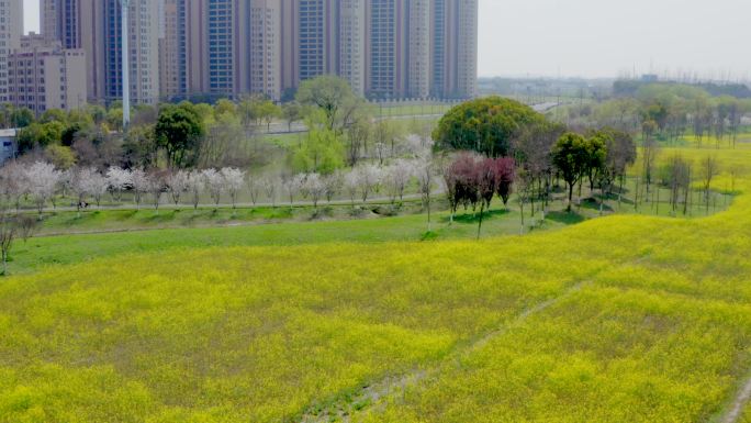 「有版权」航拍春天的湿地公园4K