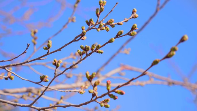 4K春天花开初春清明花骨朵