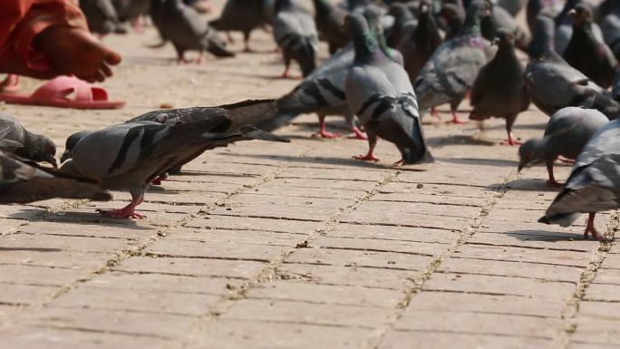 尼泊尔加都 寺庙 广场古迹 街佛像 鸽子