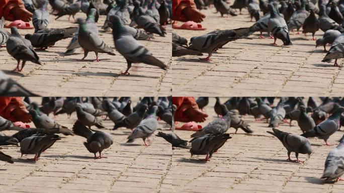 尼泊尔加都 寺庙 广场古迹 街佛像 鸽子