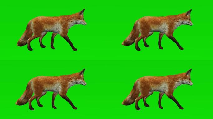 狐狸在绿色屏幕上行走