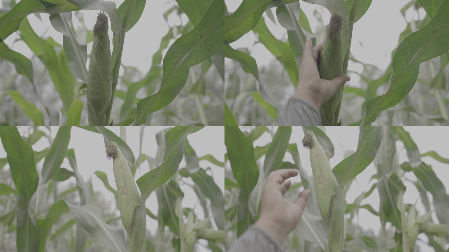 北方秋季苞米地农民掰玉米 4k