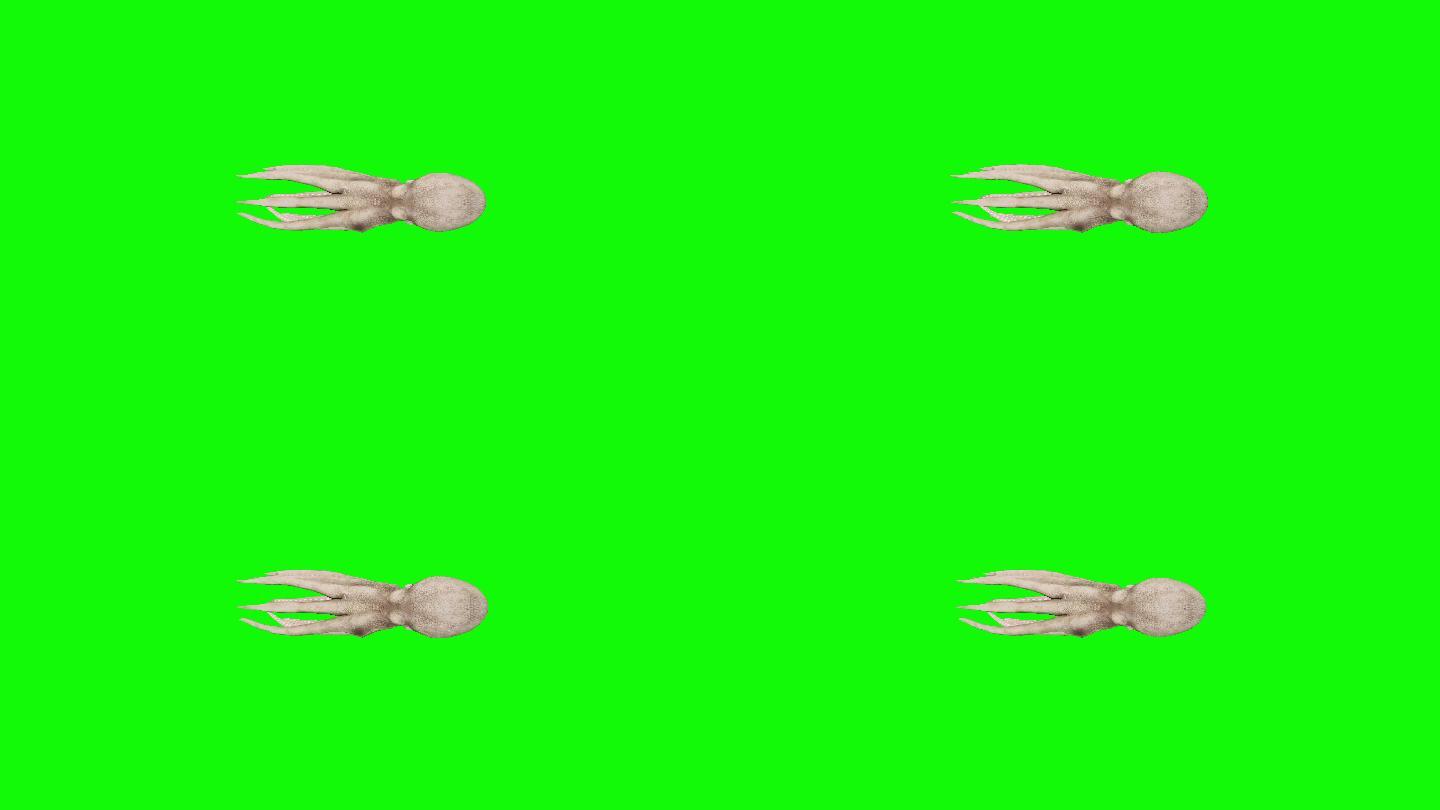 绿色屏幕上快速游动的章鱼