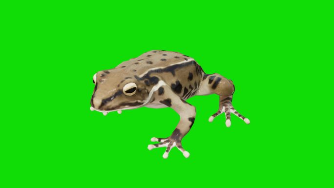 青蛙抠像蛙动物