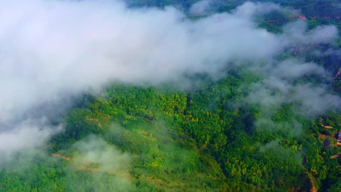 云雾缭绕森林