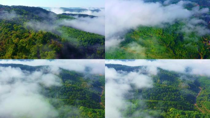 云雾缭绕森林