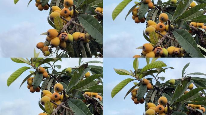 枇杷熟了广西南宁明阳枇杷园果农枇杷大丰收