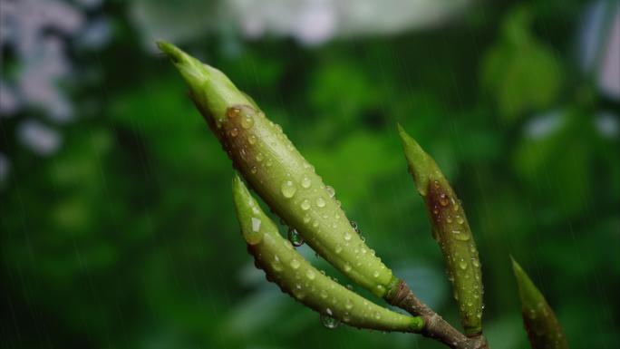 树枝发芽延时摄影