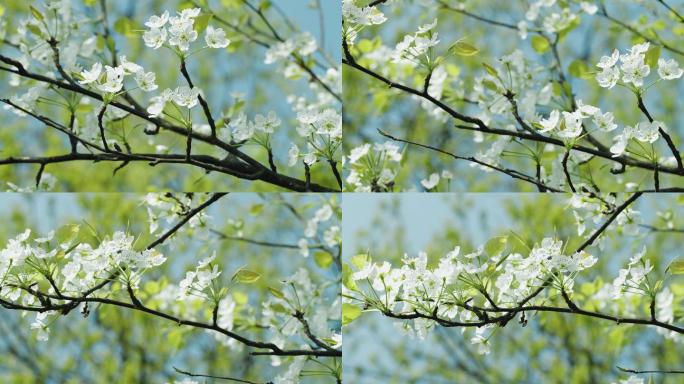 梨花 梨树 花开