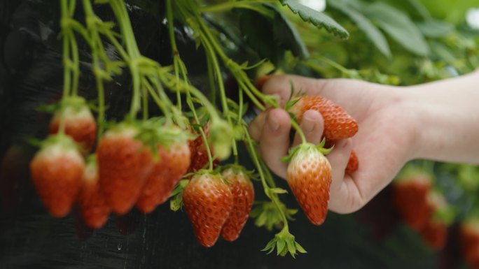 草莓 摘水果