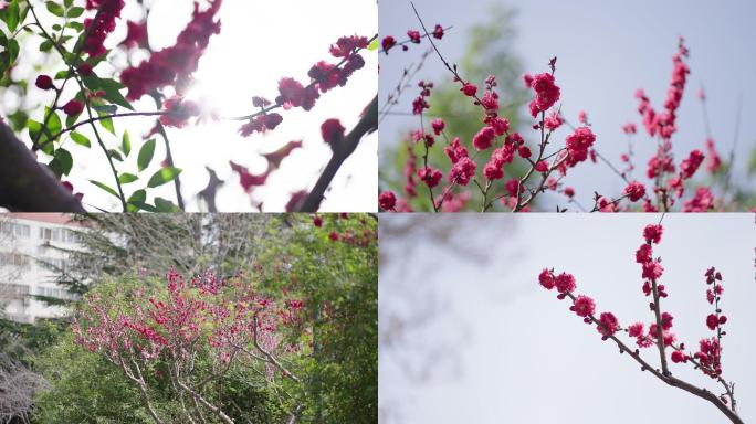 红碧桃花唯美盛开绽放