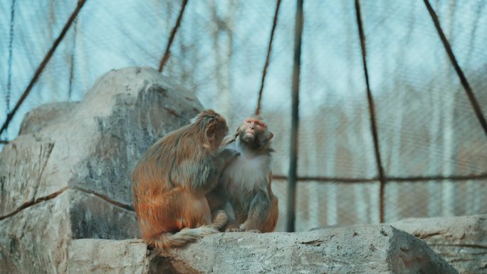 猴子-动物园里的两只猕猴