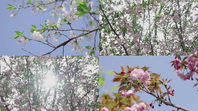 春天桃花 樱花