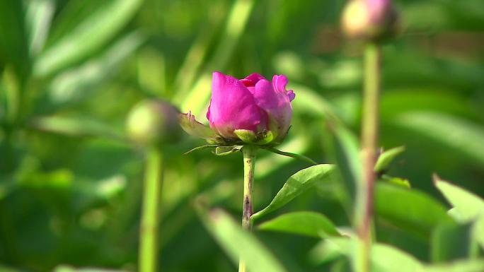 芍药鲜切花采摘