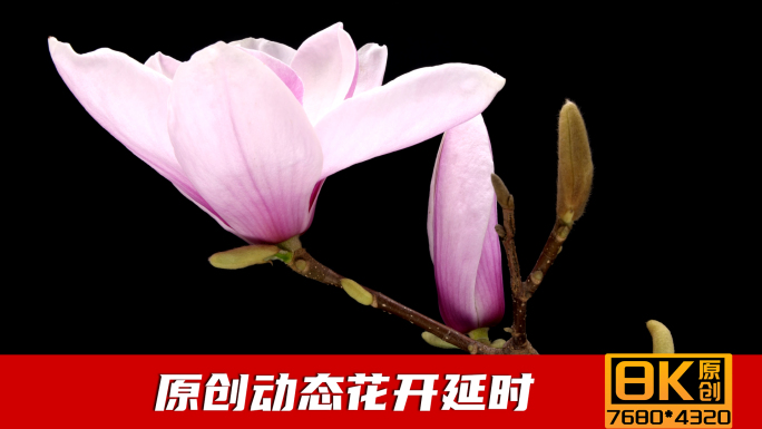 玉兰花花开延时