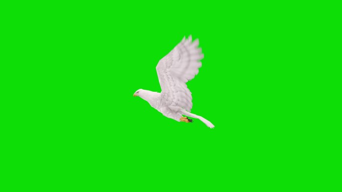 白鹰飞行动画金鹰鸟类海洋背部天空