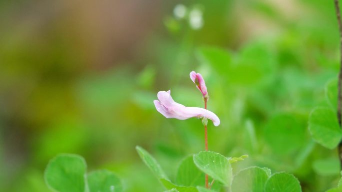 4K春天百花绽放