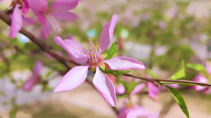 春天盛开的花朵（粉花）