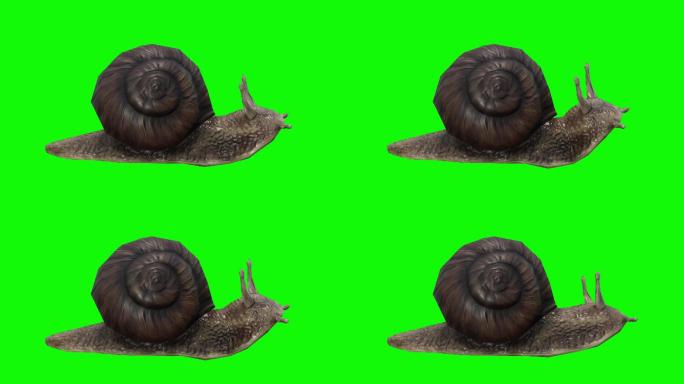 在绿色屏幕上等待的蜗牛