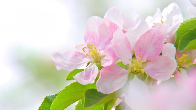 苹果开花