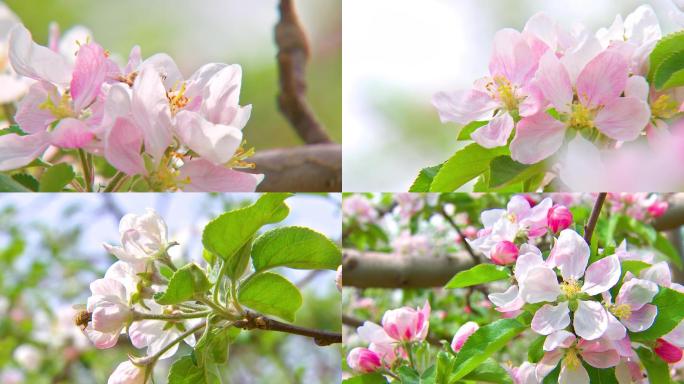 苹果开花