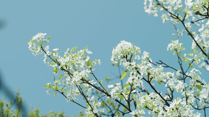 梨花树