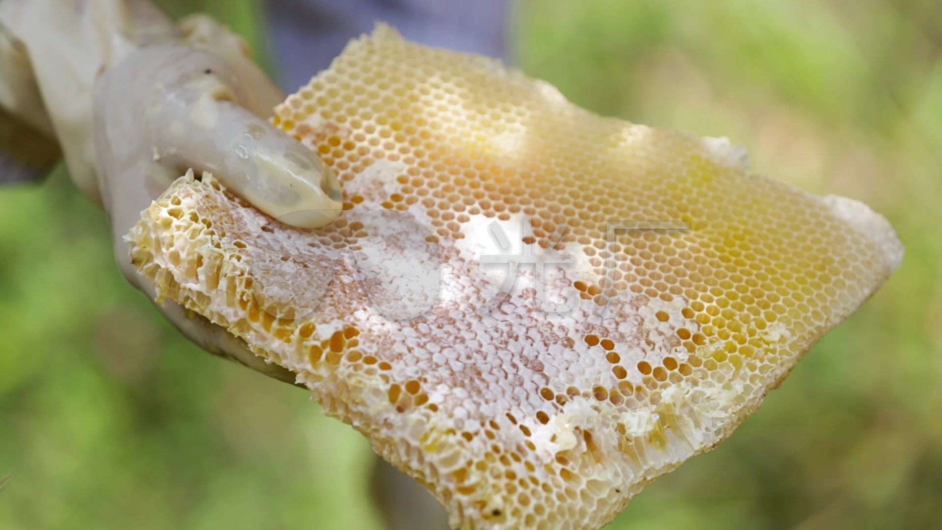 【一窩蜂蜂蜜】[蝦幣10倍送]100%台灣自產。蜂巢蜜300g嚼著吃的蜂巢。一窩蜂100%純蜂蜜。產地直送 | 蝦皮購物