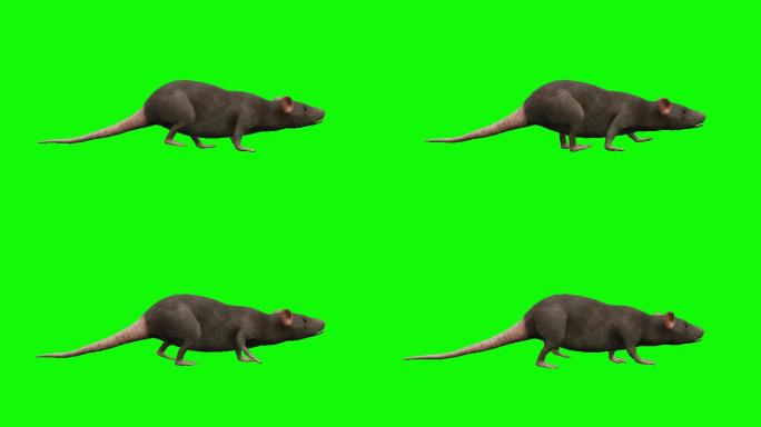 绿色屏幕上的行走老鼠动画