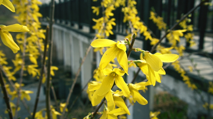 迎春花