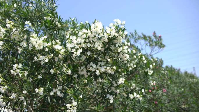 春天里的花朵，春风里的花