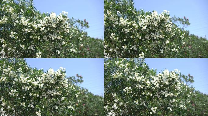 春天里的花朵，春风里的花